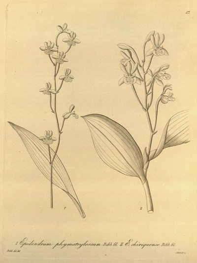 Illustration of Prosthechea varicosa (as syn. Epidendrum phymatoglossum and Epidendrum chiriquense) by Heinrich Gustav Reichenbach